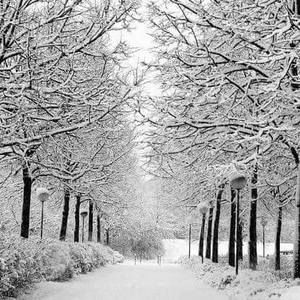 Meet your Posher, Rose